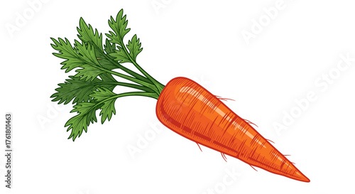 Freshly harvested orange root vegetable with green leafy tops a healthy and nutritious ingredient for cooking and eating raw.