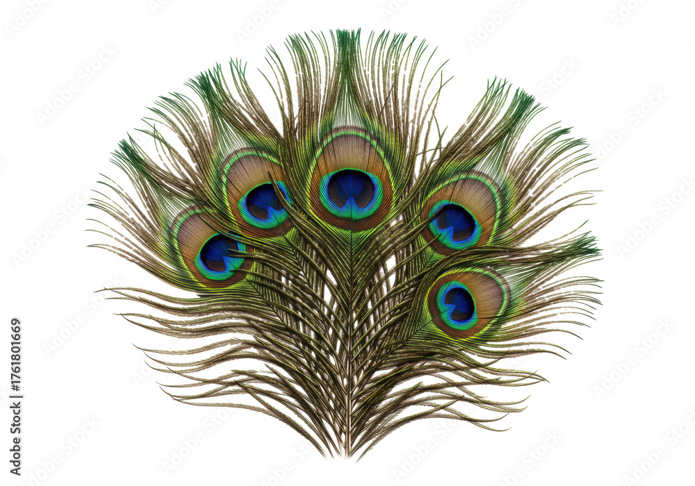 Obraz premium Isolated arrangement of peacock feathers for design embellishment and ornamentation