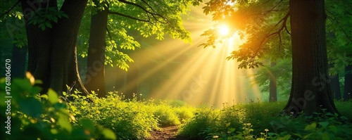 Golden Hour Sunlight Streaming Through Lush Forest, Dappled Light and Shadows Create a Magical, Tranquil Scene - Breathtaking Nature Wallpaper