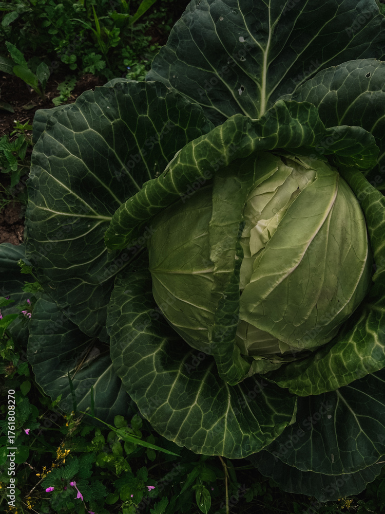 Obraz premium head of cabbage