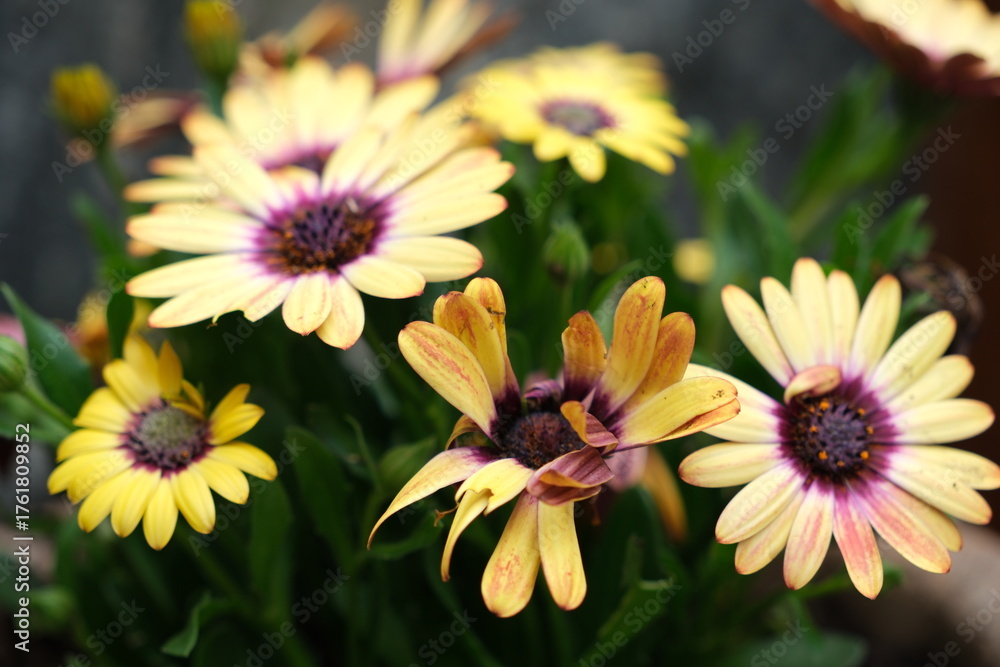 Fototapeta premium A flowerpot of blooming beautiful flowers in yellow and black.