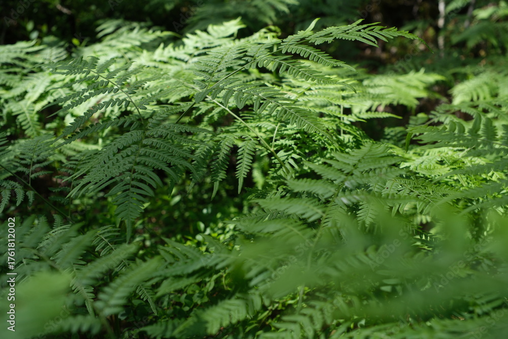 Fototapeta premium Ferns in the forest
