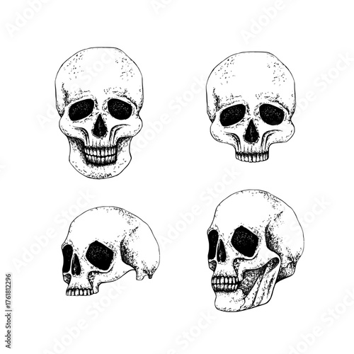 Set human skull full face and profile, whole and half part. Graphic vector line art without background. For Gothic design, Halloween composition, Day of the Dead patterns or Esoteric theme.