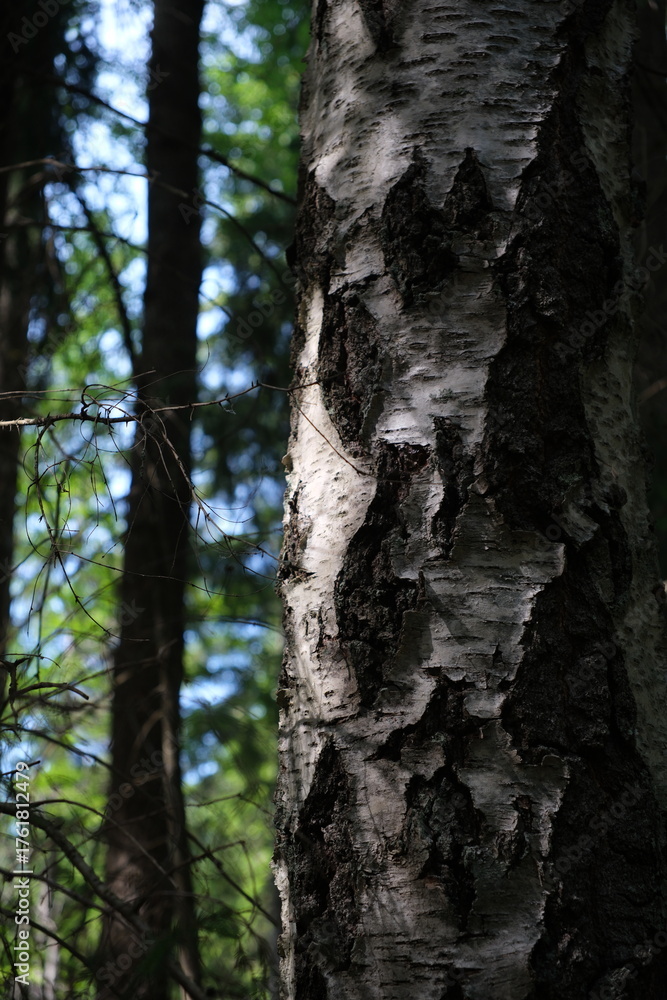 Obraz premium Birch tree in the forest