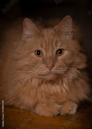 Portrait of a ginger fluffy cat with amber eyes sitting on the floor in soft light.