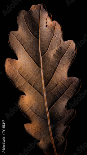 Dry oak leaf close-up on black background, autumn texture and light.