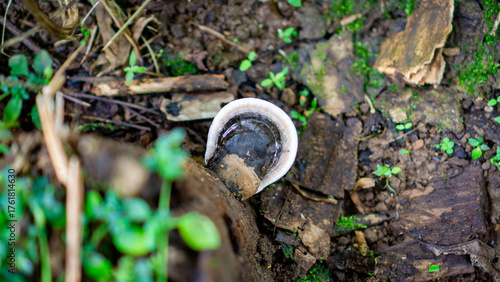 Foto Close-up of Ganoderma fungus growing on a decayed tree trunk in a natural forest environment