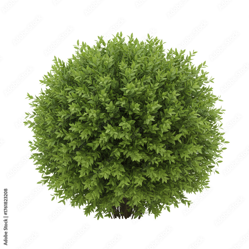 Fototapeta premium Round green bush isolated for garden design