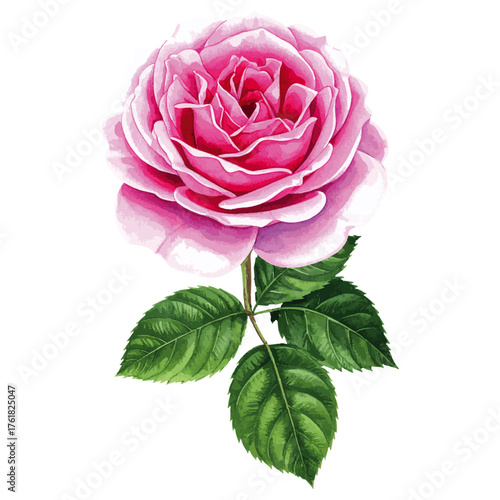 Watercolor Illustration of Rosa ‘Thérèse Bugnet’ – Elegant Pink Shrub Rose