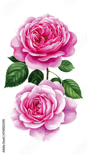 Watercolor Illustration of Rosa ‘Thérèse Bugnet’ – Elegant Pink Shrub Rose