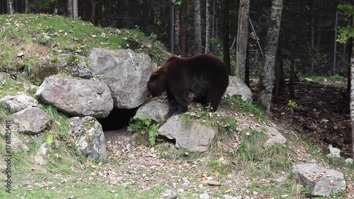 Braunbär vor Höhleneingang