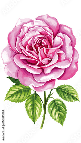 Watercolor Illustration of Rosa ‘Thérèse Bugnet’ – Elegant Pink Shrub Rose