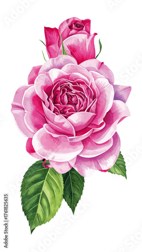 Watercolor Illustration of Rosa ‘Thérèse Bugnet’ – Elegant Pink Shrub Rose