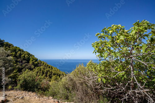 Wallpaper Mural Meerblick über bewaldete Hänge der Serra de Tramuntana auf Mallorca Torontodigital.ca