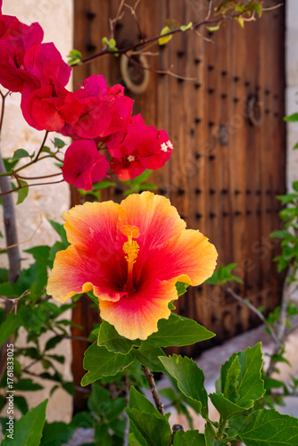 Wallpaper Mural Mit Blumenpracht geschmückter Hauseingang eines historischen Gebäudes in der Alstadt von Alcudia auf Mallorca Torontodigital.ca