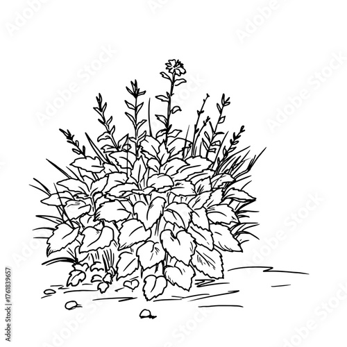 Lush bush with foliage, sketch. Vector illustration. Thickets of grass and wildflowers in the village, isolated on white background. For postcards, invitations, for printing on packaging and textiles