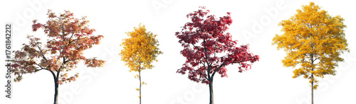 Set of autumn Acer palmatum and Sassafras albidum trees isolated png on a transparent background perfectly cutout