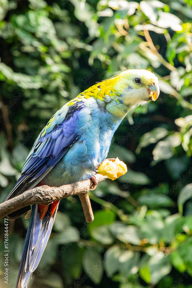 Obraz premium Wildlife, parrot eating. A beautiful tropical bird holds food in a rainforest.