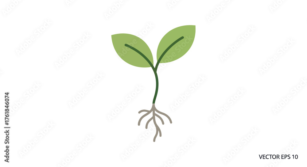 Obraz premium A young green seedling with visible roots and two emerging leaves.