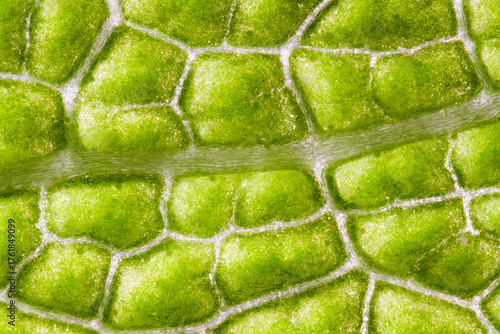 Macro photo of abaxial side of sage (Salvia officinalis), by transmitted light