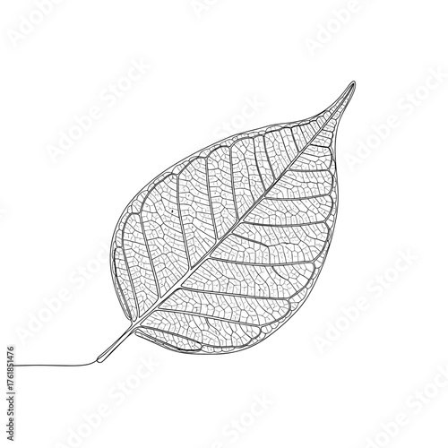 Detailed skeleton of a leaf on white background representing Autumn weather  