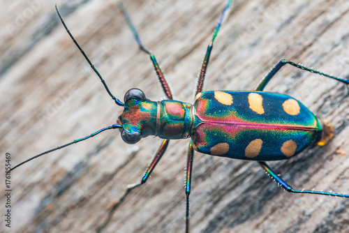 Tiger beetle showing iridescent colors on wood surface