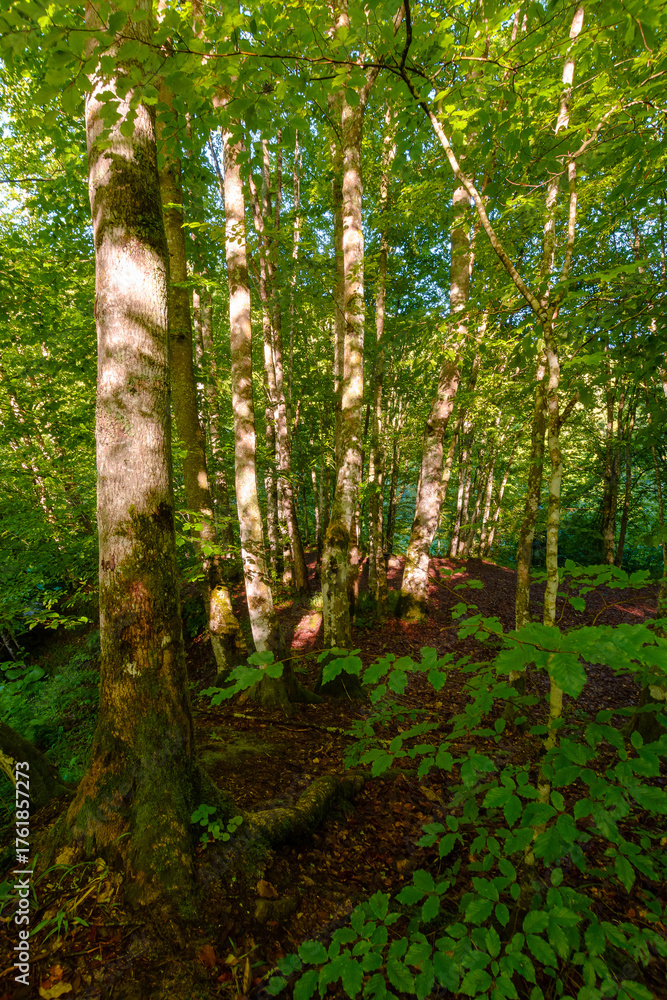 Fototapeta premium landscape of beech forest in summer. beautiful nature background with green foliage in morning light. lush deciduous woodland of ukrainian carpathians
