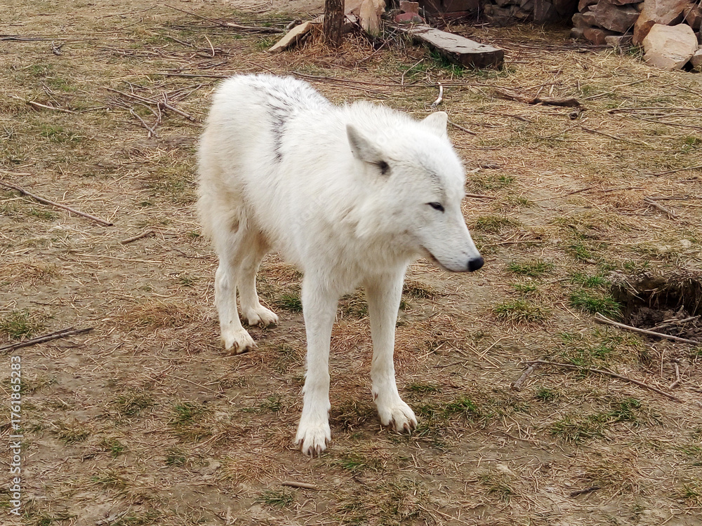 Obraz premium White wolf roaming in during daylight hours