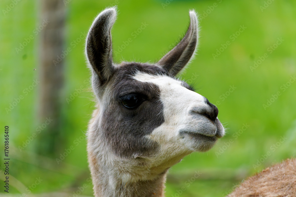 Obraz premium Lama (Lama glama), portrait of a single animal.
