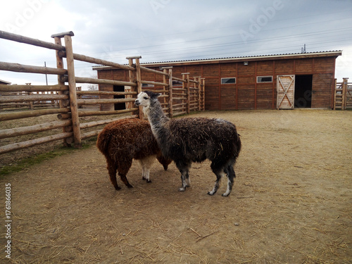 Llamas grazing peacefully near a barn on a cloudy day