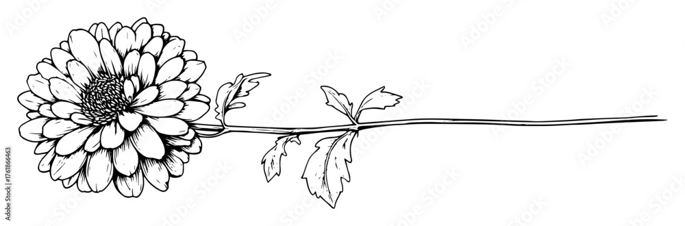 Fototapeta premium single chrysanthemum flower botanical sketch vector illustration