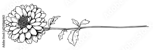 single chrysanthemum flower botanical sketch vector illustration