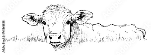 cute calf or young cow lying in grass sketch vector