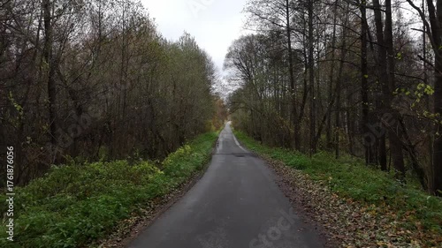 Road in the forest