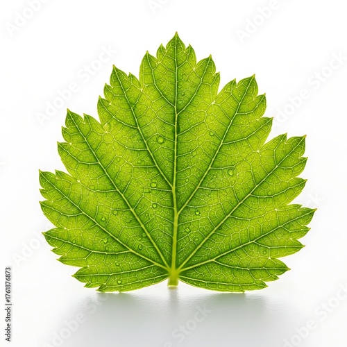 Close up of green leaf with water droplets for nature background and wallpaper design element use