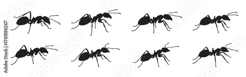 Ant silhouette icons set. Black ant vectors in various ants, insect symbol.