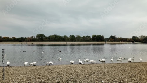 Wallpaper Mural 4K footage of swans standing and feeding on the pebble shore of Ada Ciganlija Lake in Belgrade, Serbia. Calm autumn day by the water under a cloudy sky Torontodigital.ca