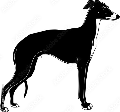 Italian greyhound silhouette. This image depicts the side profile of an Italian Greyhound standing gracefully, sleek sighthound or elegant pet. Vector clipart black illustration design