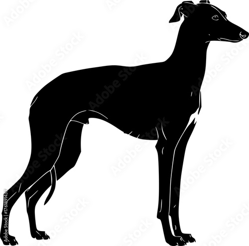 Italian greyhound silhouette. This image depicts the side profile of an Italian Greyhound standing gracefully, sleek sighthound or elegant pet. Vector clipart black illustration design