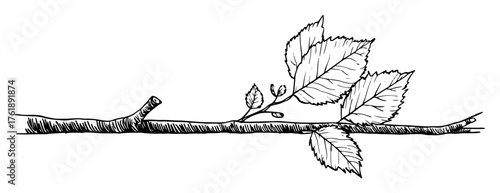 Hand Drawn Birch Twig With Leaves Vintage Botanical Ink Sketch Vector Illustration