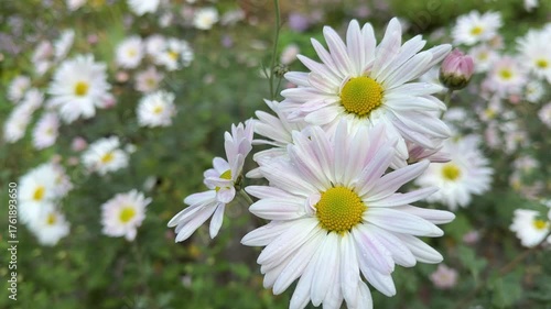 Chrysanthemum daisy-like white flowers in the autumn garden.