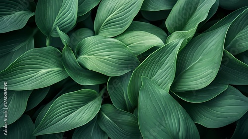 Lush green leaves overlapping in a dense arrangement, creating a vibrant natural texture