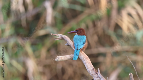 Foto White-throated Kingfisher (Halcyon smyrnensis)
