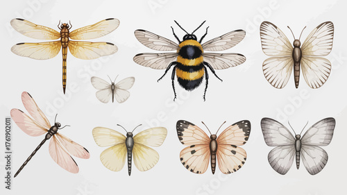 Collection of Insects Dragonfly Bee Butterflies butterfly