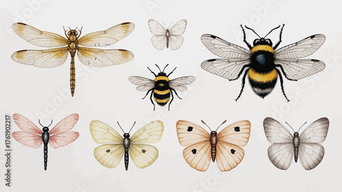 Collection of watercolor insects dragonfly bee butterflies