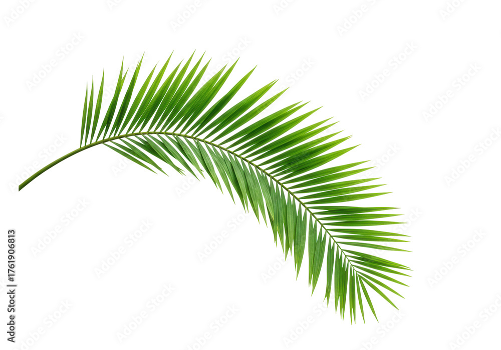 Obraz premium Green palm leaf PNG isolated on transparent background, tropical foliage for summer design and exotic vacation themes
