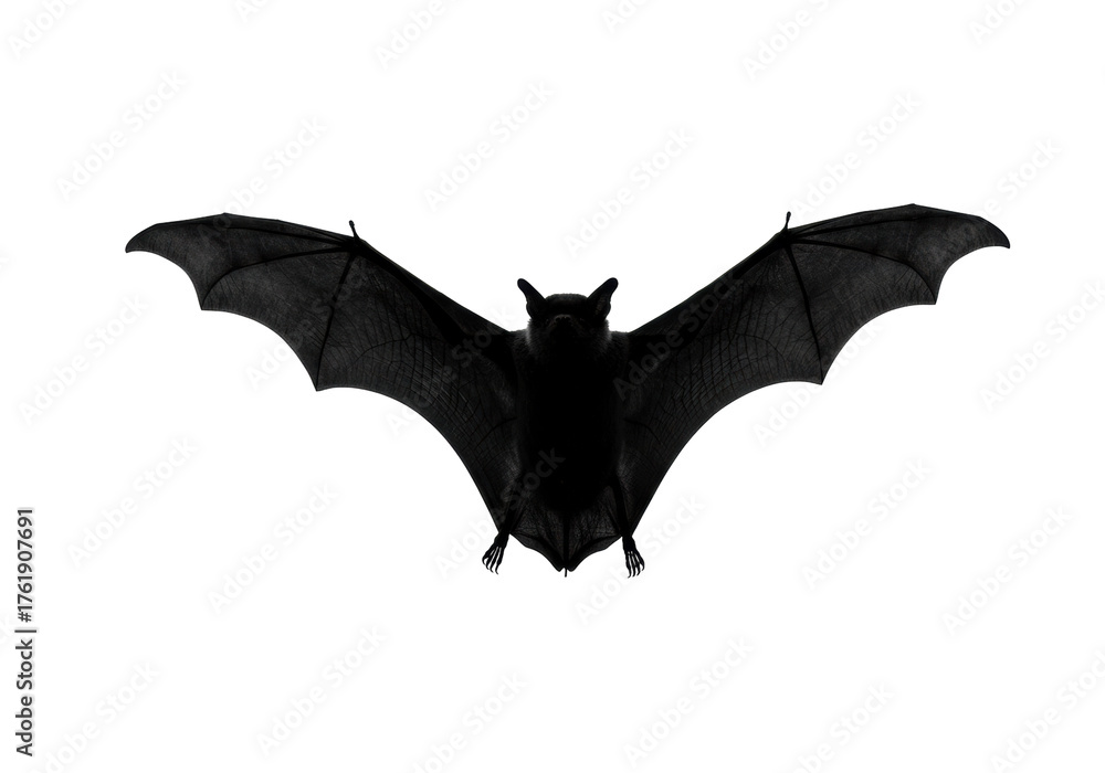 Fototapeta premium Black bat flying isolated PNG on transparent background, nocturnal animal for Halloween and horror themes, spooky creature