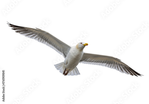 Seagull in flight PNG isolated on transparent background, majestic bird with outstretched wings soaring through the air, wildlife