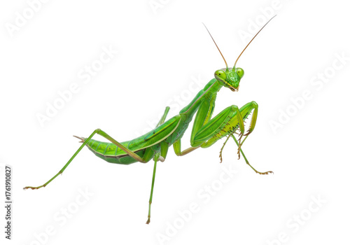 Isolated green praying mantis insect posed against a clean backdrop on a bright day in nature