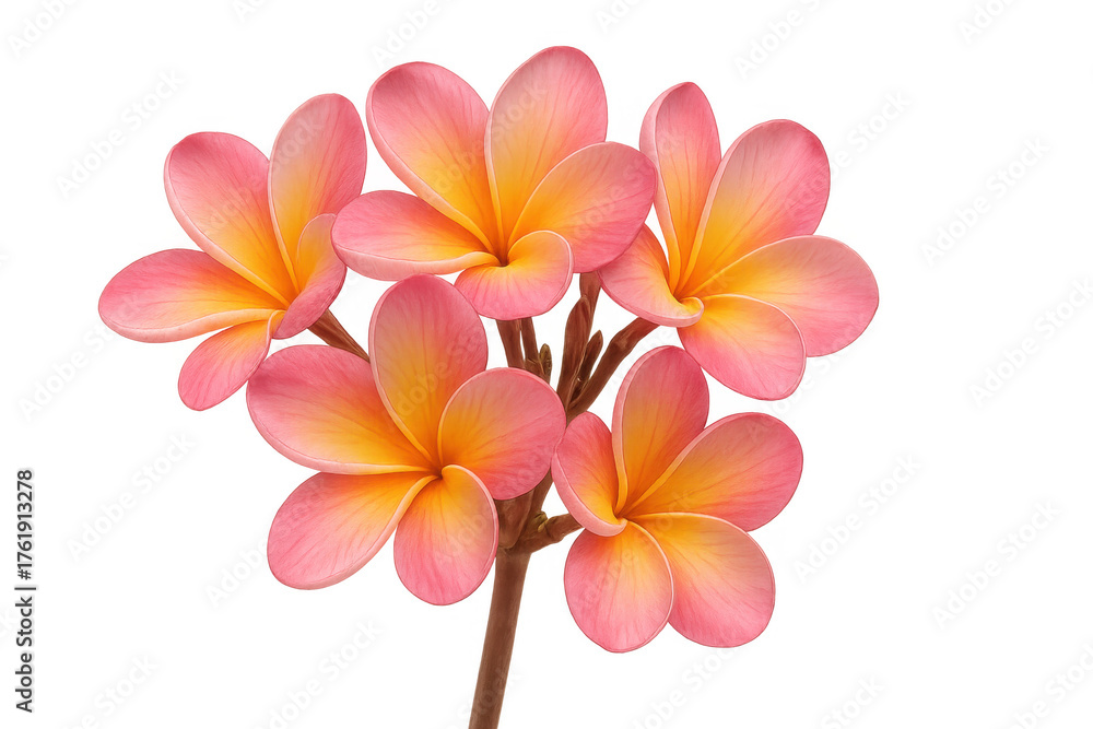 Naklejka premium Plumeria flowers blooming, tropical frangipani blossoms with pink and yellow petals on a stem, transparent background
